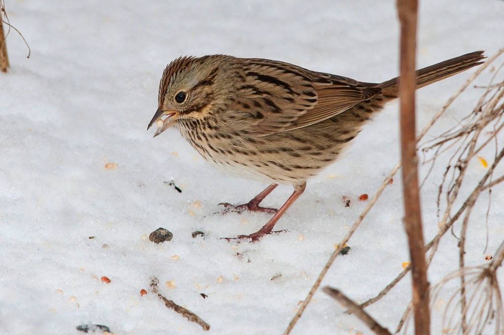 Lincoln's Sparrow by Kelly Colgan Azar is licensed under CC BY-ND 2.0.